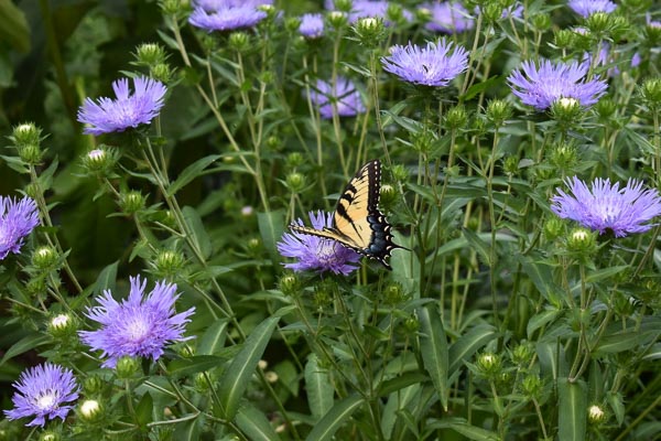 KM Gardens Landscaping